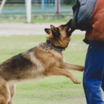 Bir kişiye doğru atılarak kolunu ısıran köpek; İstanbul'da parklarda veya sokaklarda yaşanan hayvan saldırıları sonrasında mağdurların hastane masrafları ve travmaları için talep ettiği köpek saldırısı tazminatı sürecini temsil eder.